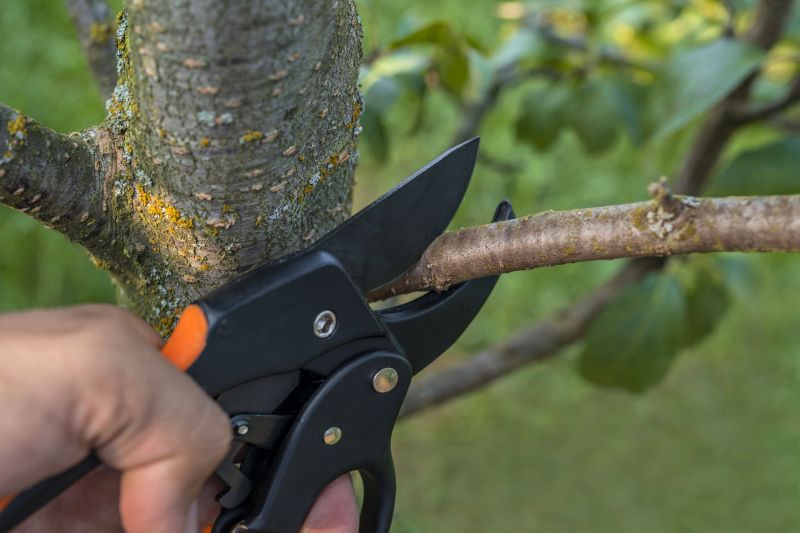 Get Tree Trimming Service