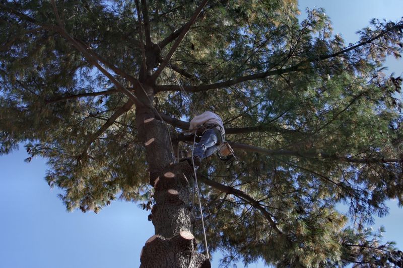 Get Tree Trimming Service